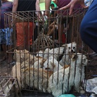 About Animals Asia's #EndYulinFestival campaign