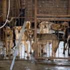 Petition: SIGN our open letter to China to END the dog and cat meat trade