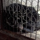 BREAKING NEWS: over a decade caged - moon bear Bao Lam’s rescue is happening right now