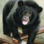 Moon bear bought to dance in a circus thrives in new life