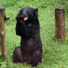 PICS: After life on a bile farm, rescued bears enjoy the sun with their first new friend