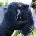 The world gets hugging for bears trapped on bile farms