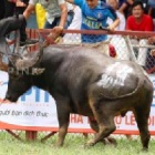 Can Vietnam take a lead in ending bull and buffalo fighting?
