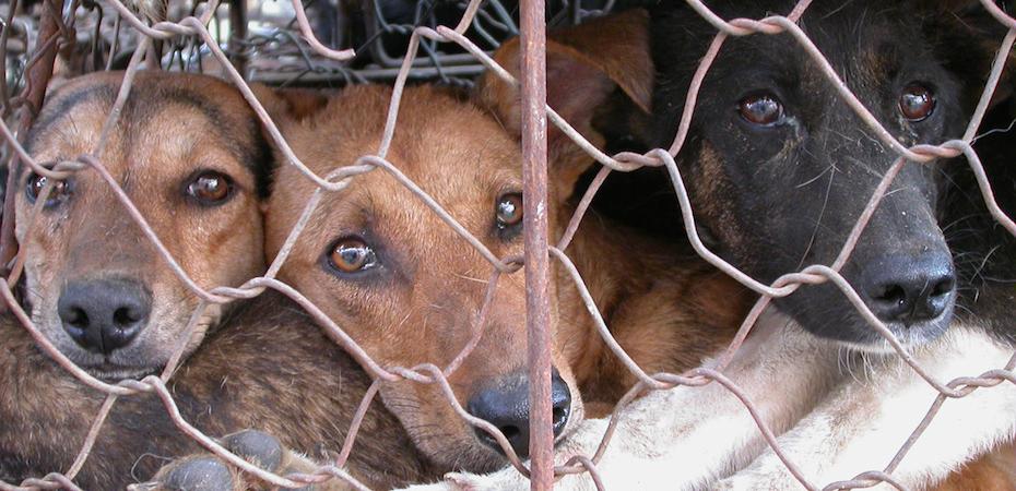 5 reasons the dog meat trade must end