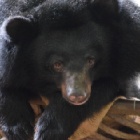 Rescued from a bile farm - nine bears now out of quarantine and ready for new lives