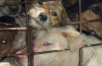 5 reasons the dog meat trade must end