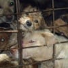 5 reasons the dog meat trade must end