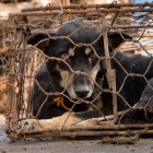 Chinese police follow huge dog meat bust with a winter warning