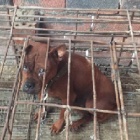 Police bust dog meat gang in China and save 35 dogs from slaughter