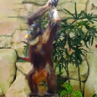 Viral video ends cruel sun bear and orangutan performances