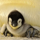 Penguin Awareness Day: The animal world’s most extraordinary stay-at-home dads