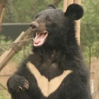 Sanctuary Appeal hits target thanks to bear lovers worldwide