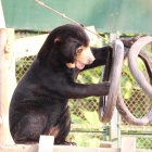 These four sun bears were all destined for life in a cage – look at them now