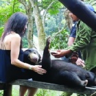SIGN & SHARE: Act now to end cruel selfie duty for innocent sun bear family