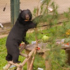 Edible presents and Christmas cheer are the perfect gift for hundreds of rescued bears