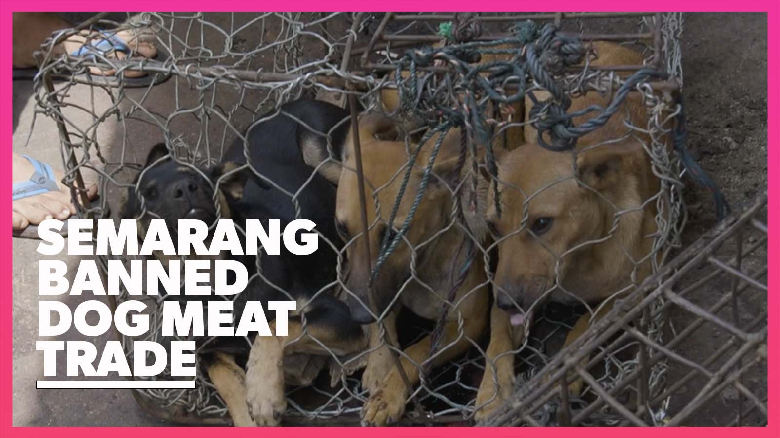 can you get rabies from dog meat