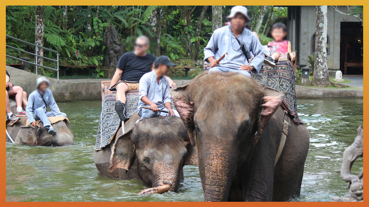 Animals Asia urges UK government to not back away from law to protect wild  animals abroad