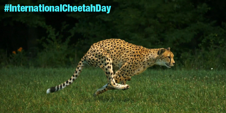 average speed of a cheetah