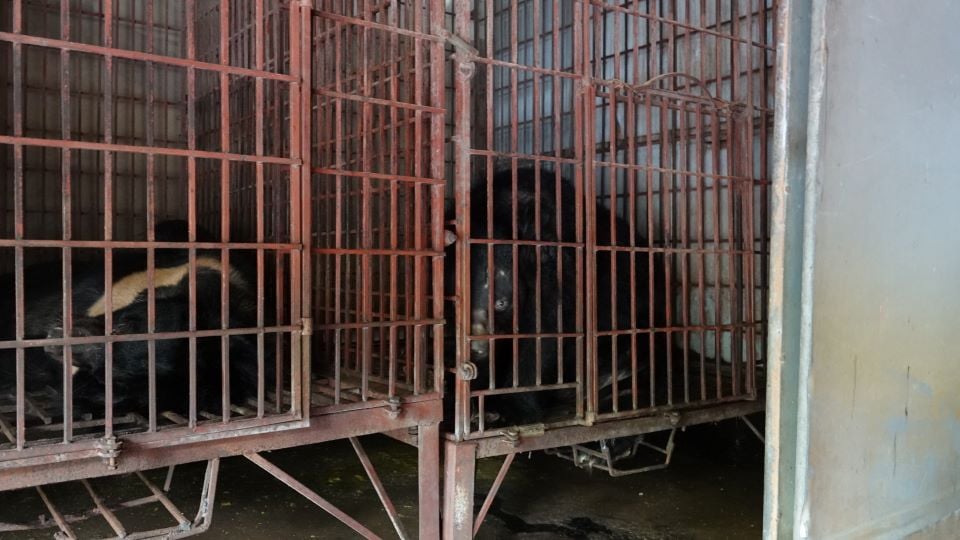 two bears, rusty cages, farm captivity
