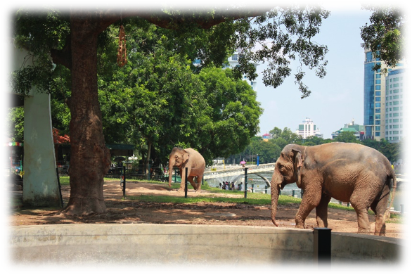 elephants Hanoi zoo
