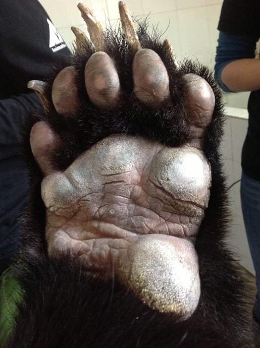 healing paw