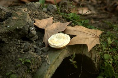 mince pie