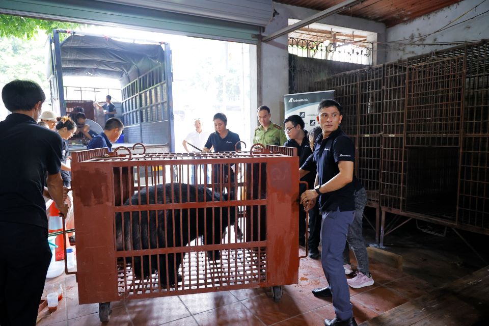 bear in transport cage
