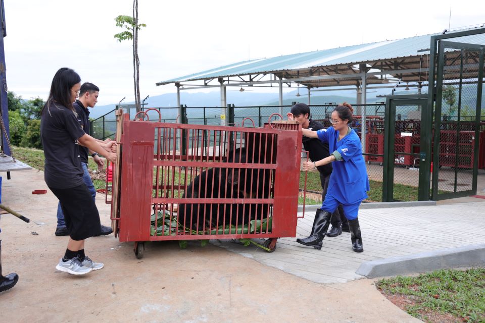 rescued bear on the way to quaranting at animals asia bach ma rescue centre