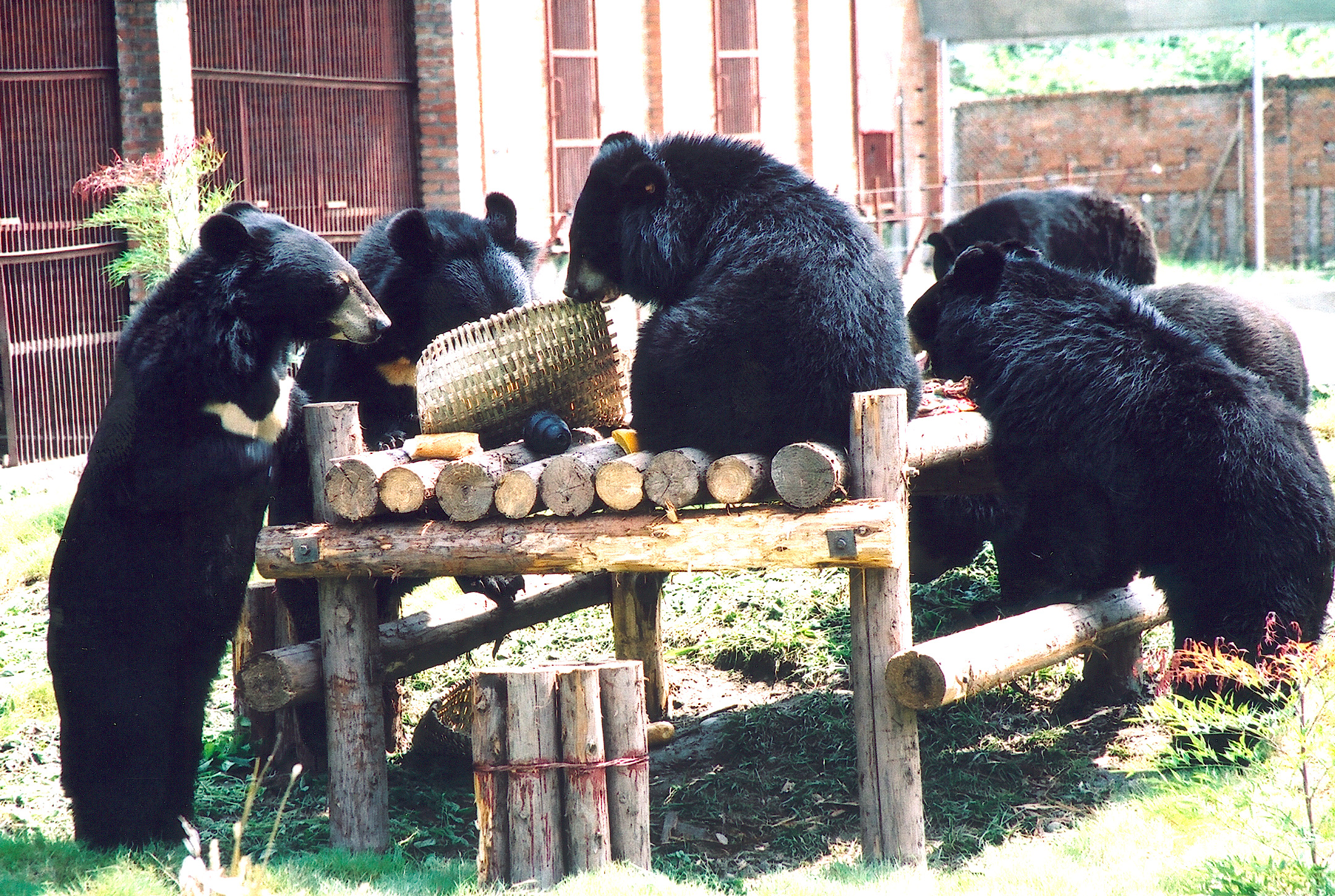 group bears