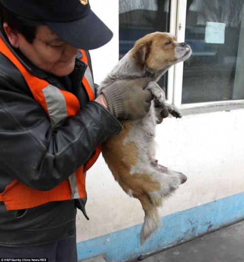 dog being held up by person