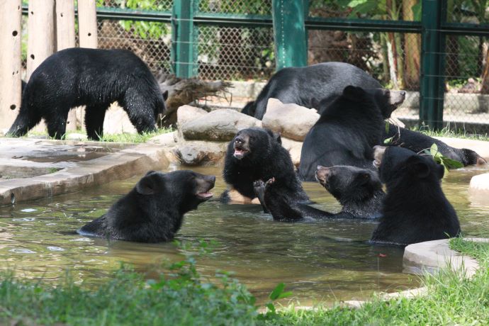 bears in pool