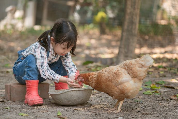 girl feeding chicken