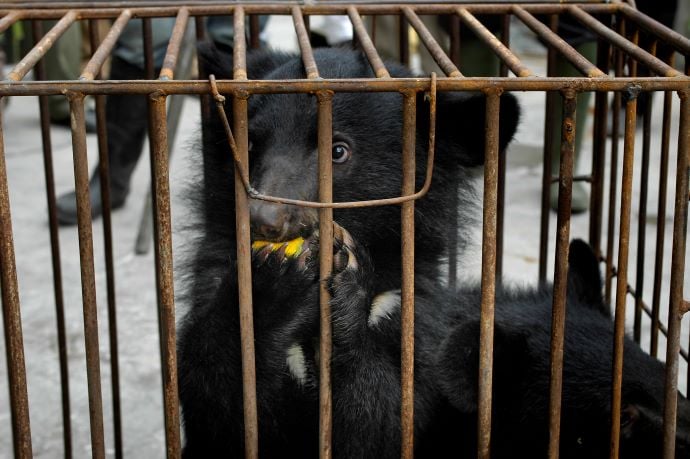 bear cubs in cage