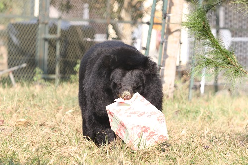 Bear gift - Daisy