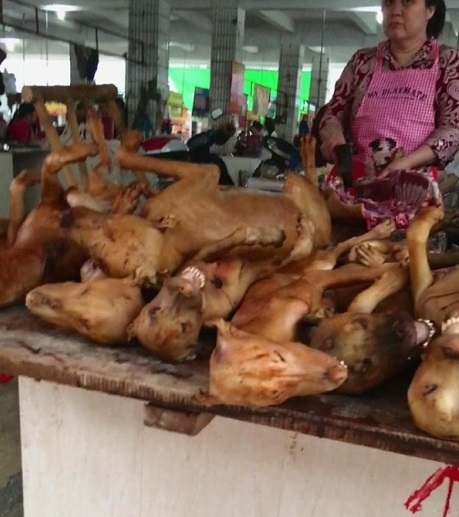 yuin dog stall