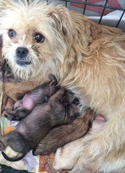 Rescue dog with puppies