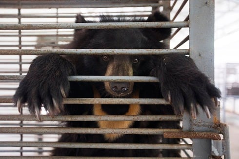 bear in cage
