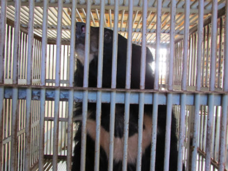 ti map in his cage in Binh thuan province