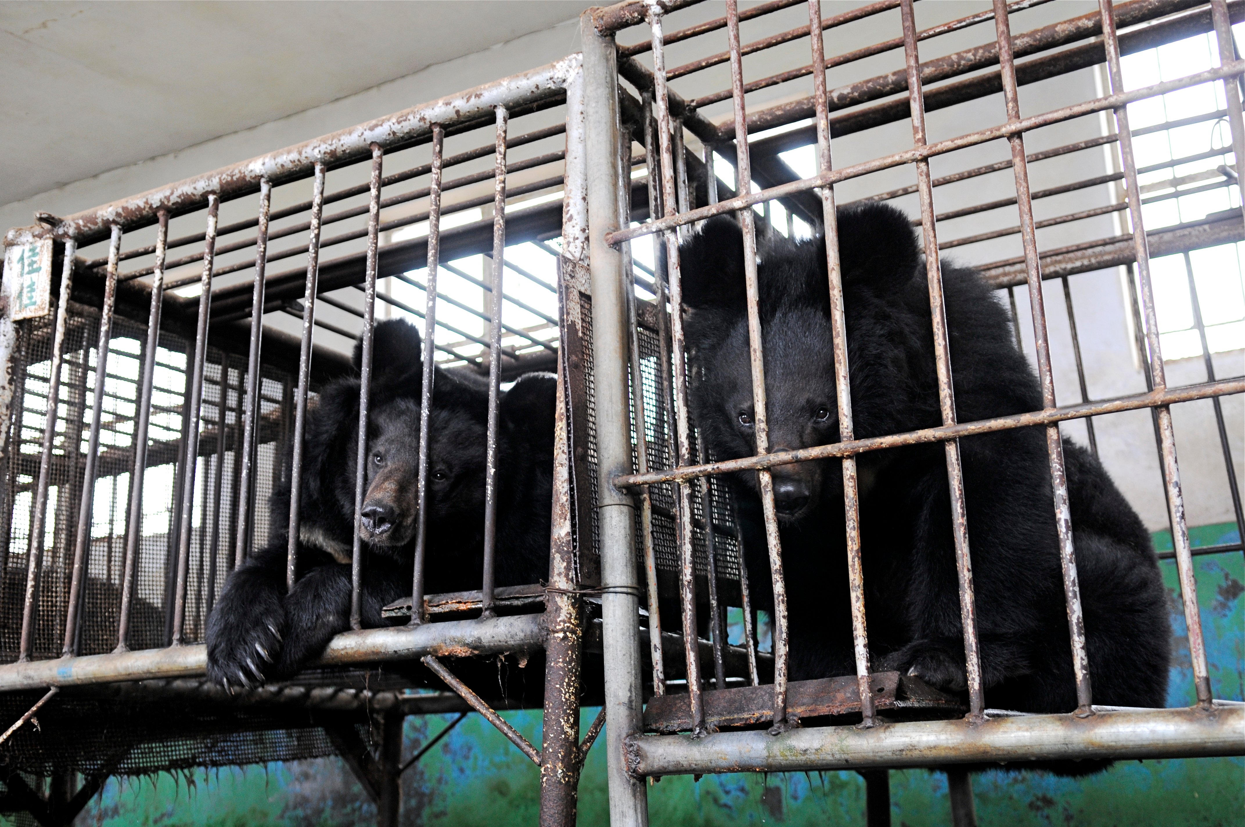 Caged bears in China
