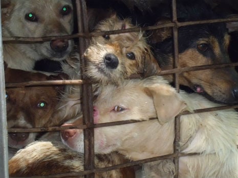 dogs being transported to meat markets in cramped conditions