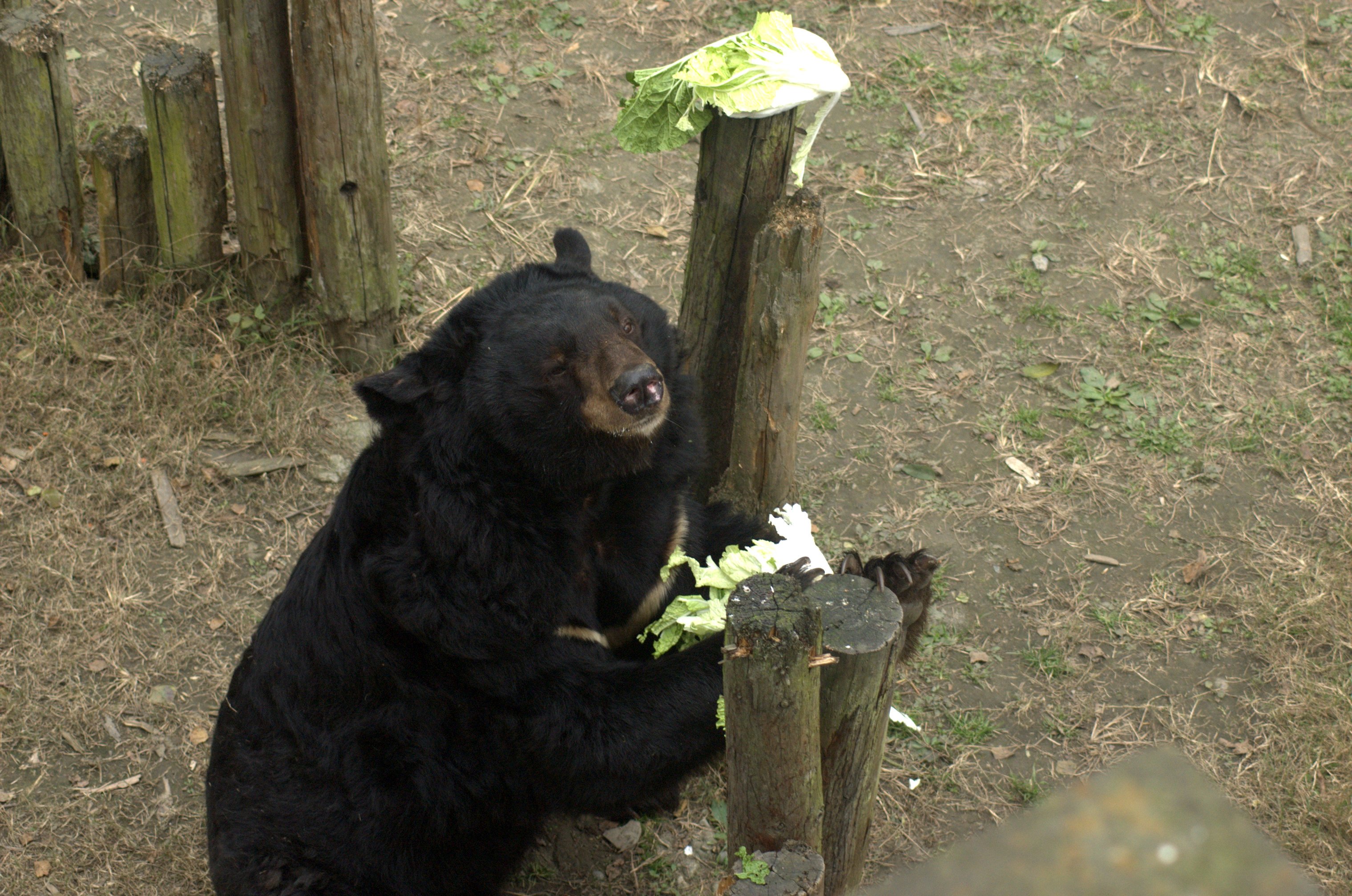 Veggie loving bears