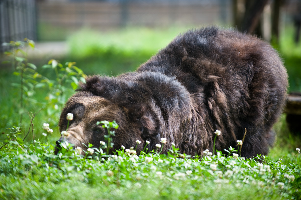 brown bear in grass, smelling white flowers