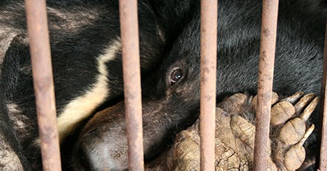 PLEDGE: Join the movement opposing all cruelty to moon bears, from bile ...