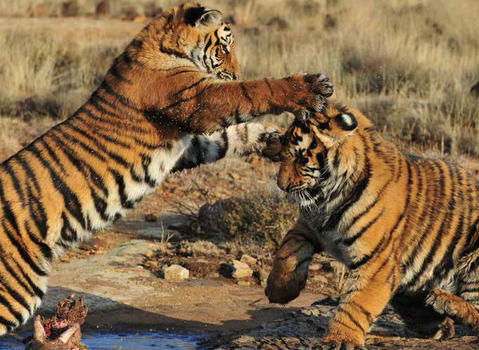 InternationalTigerDay: What big cat play can teach us about morality