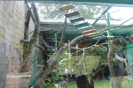 Climbing frame offers greater enrichment