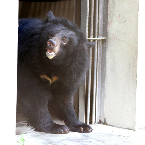 Xuan Xuan steps outside for the first time