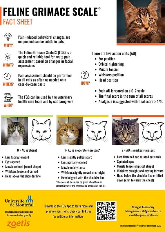 Feline Grimace Scale Training