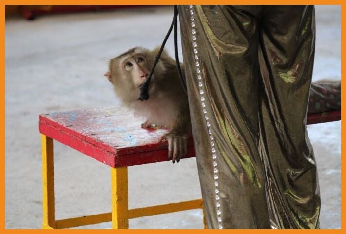 monkey on bench