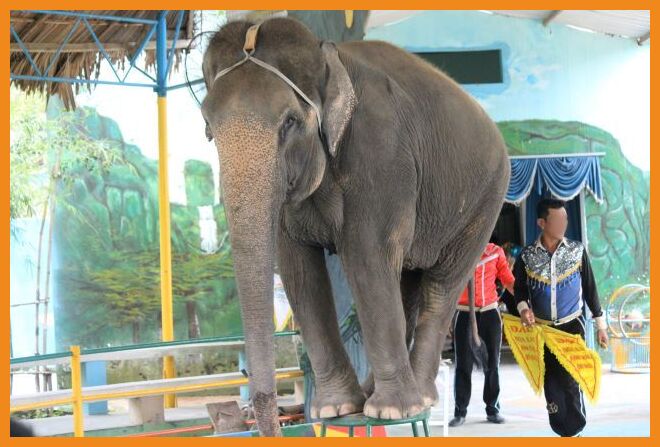 elephant circus show