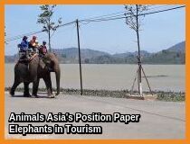 riding elephant